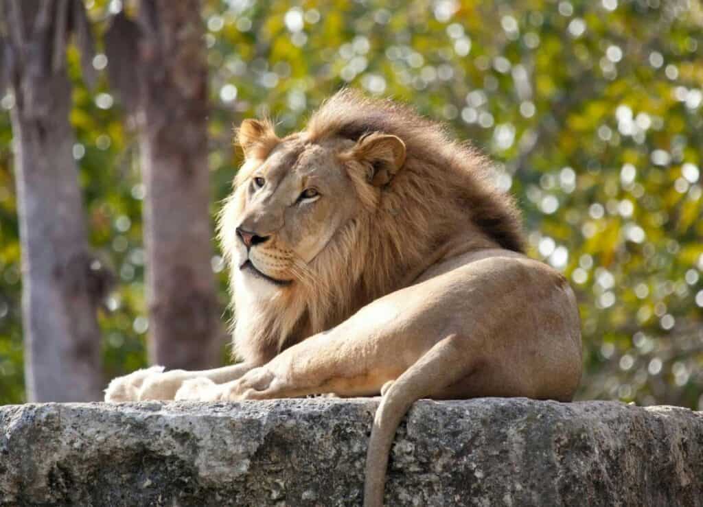 Lion resting